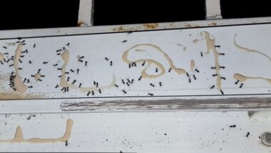 Why Are Ants So Active in Germantown, WI Homes Right Now?