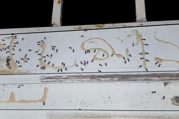 Why Are Ants So Active in Germantown, WI Homes Right Now?