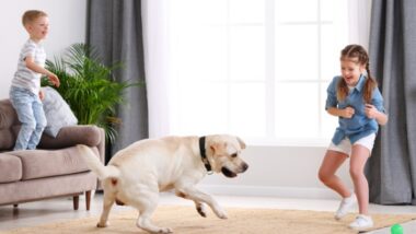 Are Pest Control Treatments Safe for Kids and Pets in Menomonee Falls?