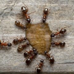 What Makes Menomonee Falls Homes More Vulnerable to Ant Infestations?
