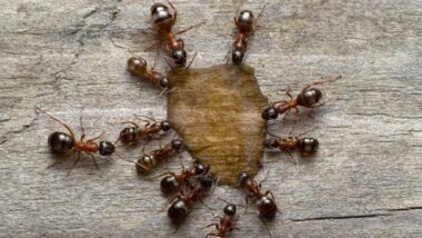 What Makes Menomonee Falls Homes More Vulnerable to Ant Infestations?