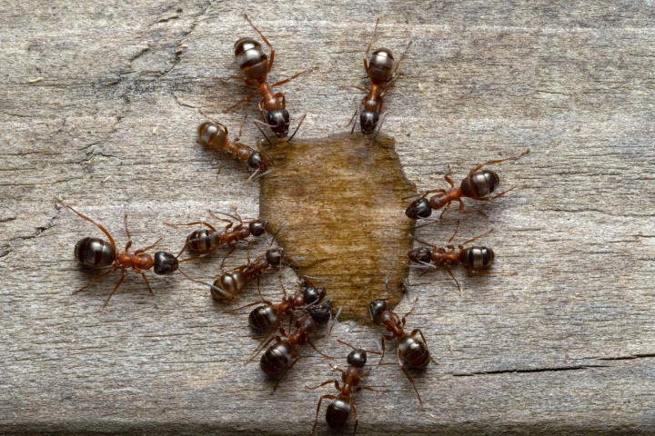 What Makes Menomonee Falls Homes More Vulnerable to Ant Infestations?