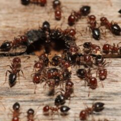 Why Are There So Many Ants in My Menomonee Falls Home Right Now?