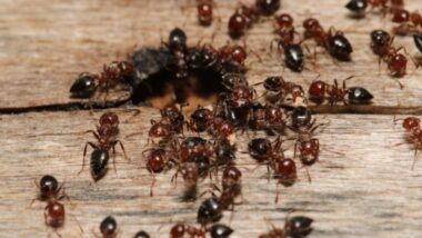 Why Are There So Many Ants in My Menomonee Falls Home Right Now?