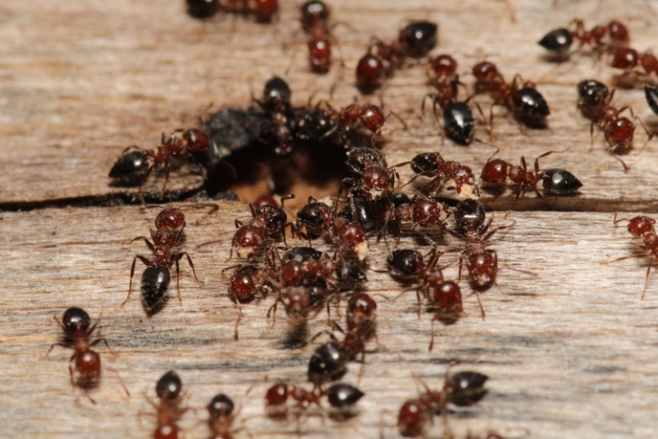 Why Are There So Many Ants in My Menomonee Falls Home Right Now?