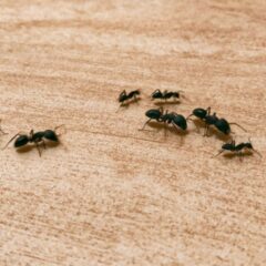 What Pests Are Most Common in Menomonee Falls, WI Homes?