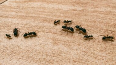 What Pests Are Most Common in Menomonee Falls, WI Homes?