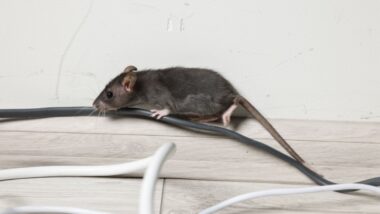 Common Household Pests in Germantown, WI—What Homeowners Are Dealing With Year-Round