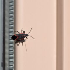 What Pests Become Active First in Spring in Menomonee Falls, WI?