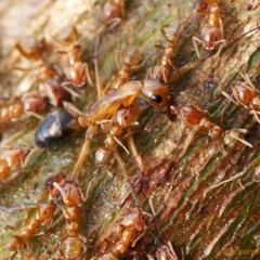 A group of ants swarming on a textured tree surface, illustrating the need for ant and mosquito control.