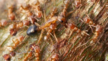 A group of ants swarming on a textured tree surface, illustrating the need for ant and mosquito control.