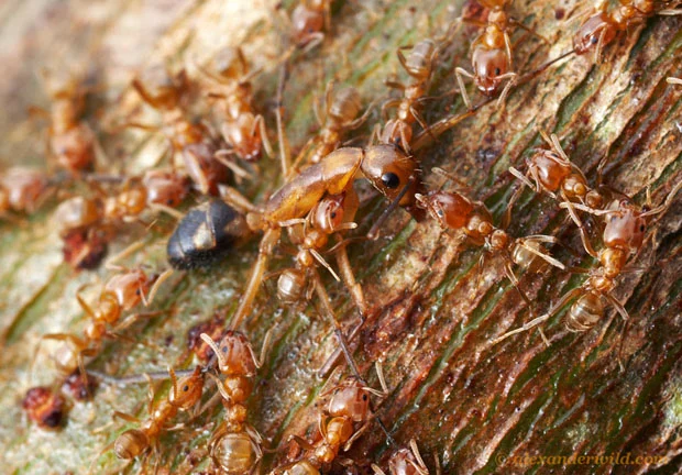 A group of ants swarming on a textured tree surface, illustrating the need for ant and mosquito control.