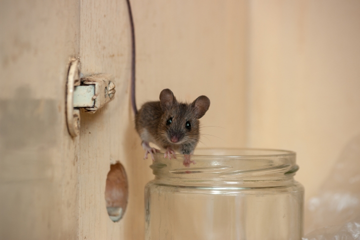 How Do Mice Get Into Germantown Homes? Common Entry Points to Check This Fall